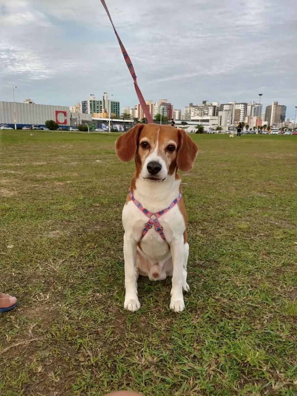 Doação Responsável  - Foto 2