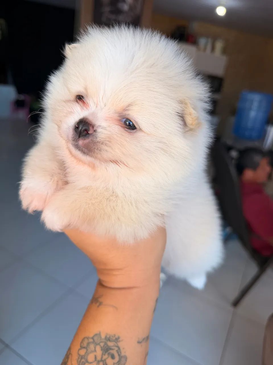 Lulu mini
