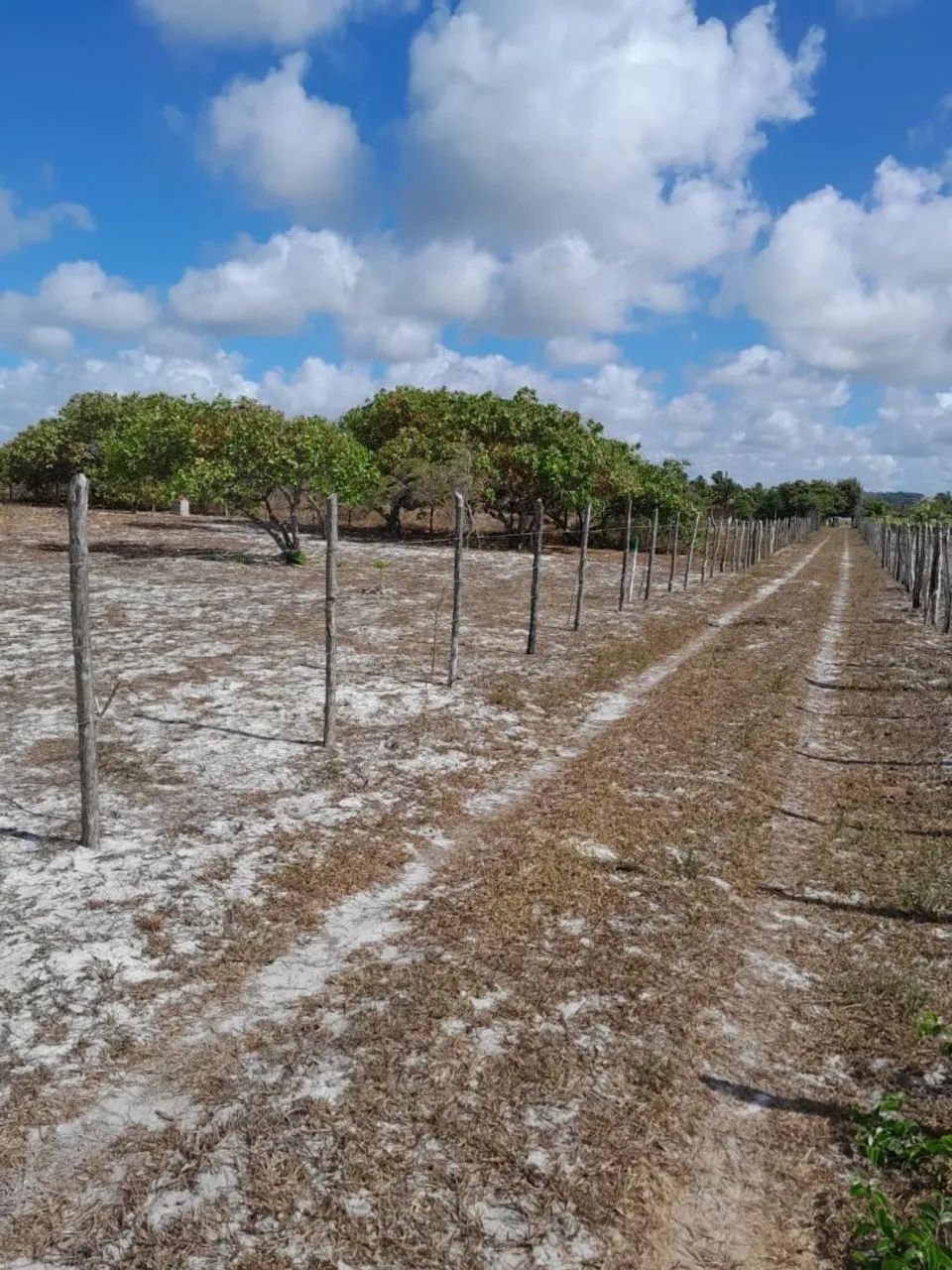 Vendo Lotes no Povoado Flexeiras em Santo Amaro das Brotas - Foto 3