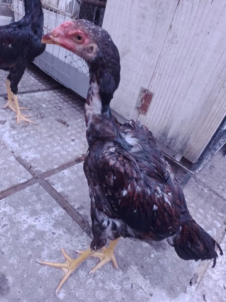 Frango de raça - Foto 2