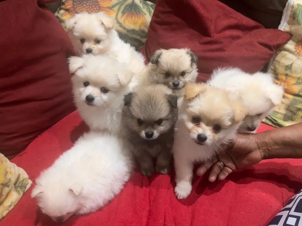 Lindos Spitz Alemão  - Foto 2