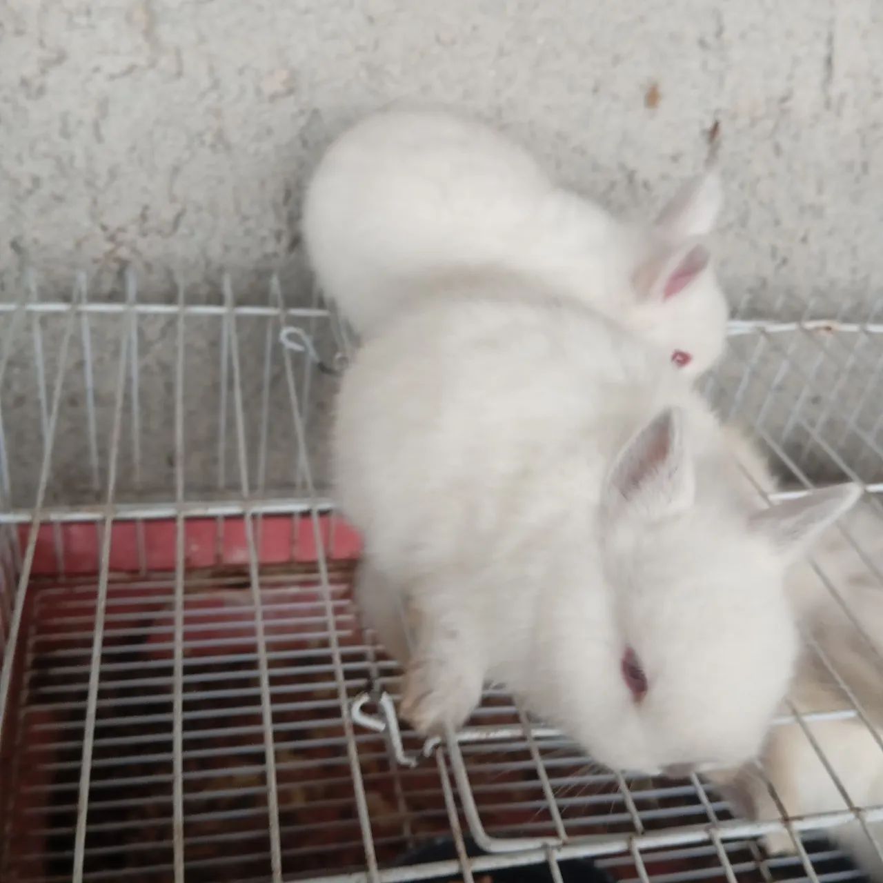 Hamster e coelhos  - Foto 3