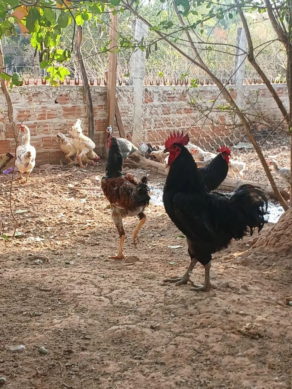 Vendo galinha de raça  - Foto 2
