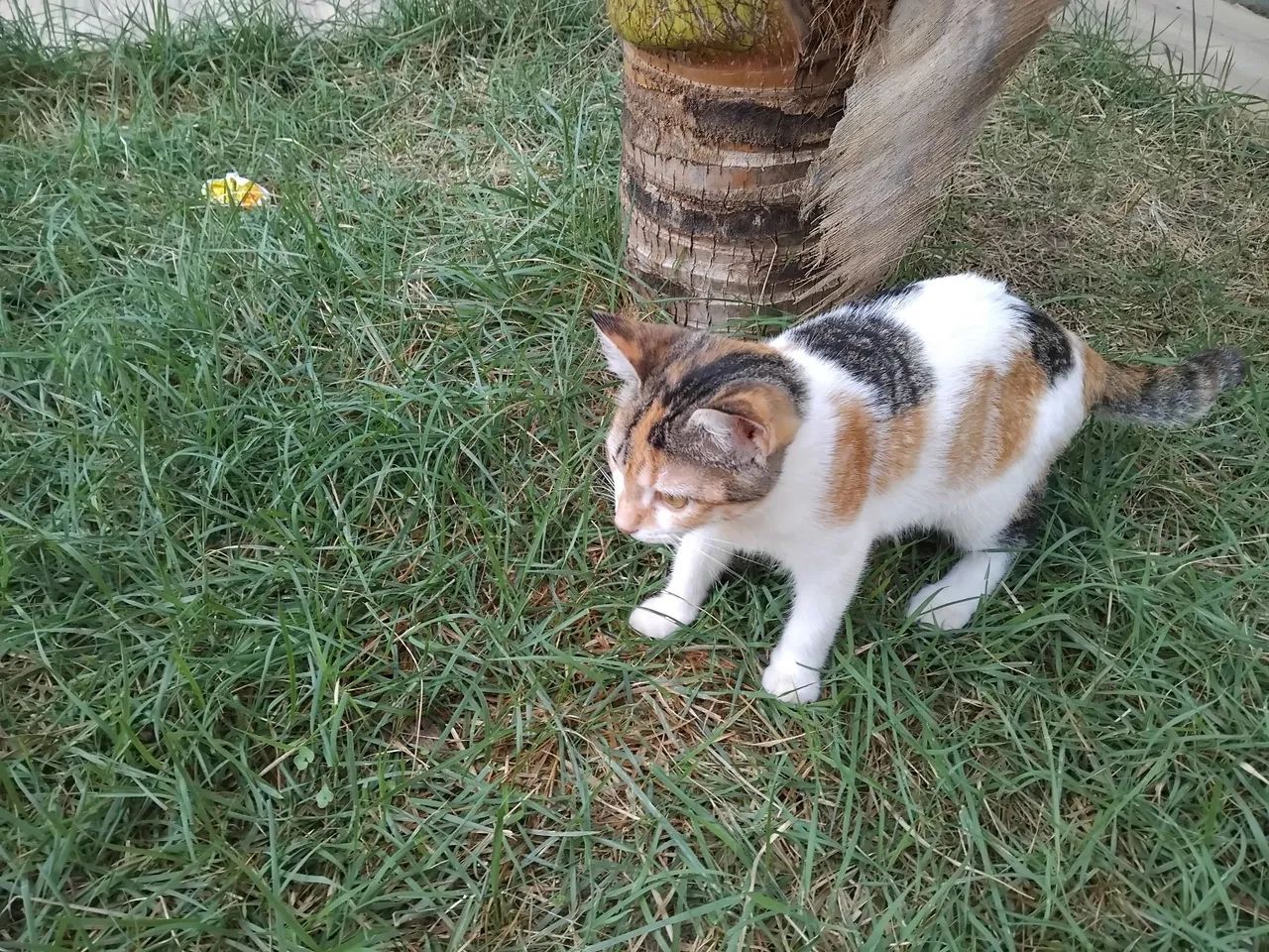 Gatinha para doação  - Foto 2