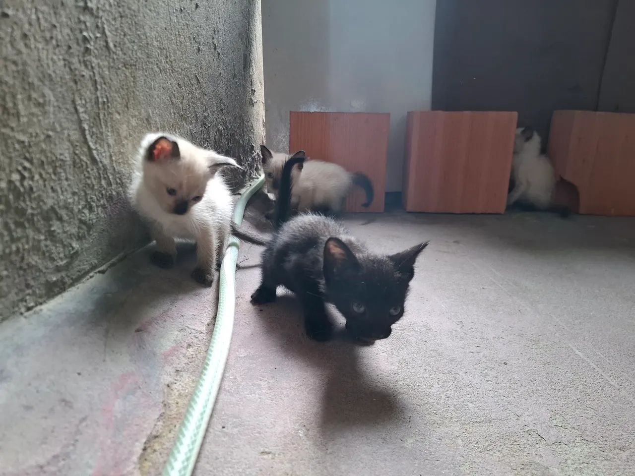 DOAÇÃO DE FELINOS SIAMÊS 