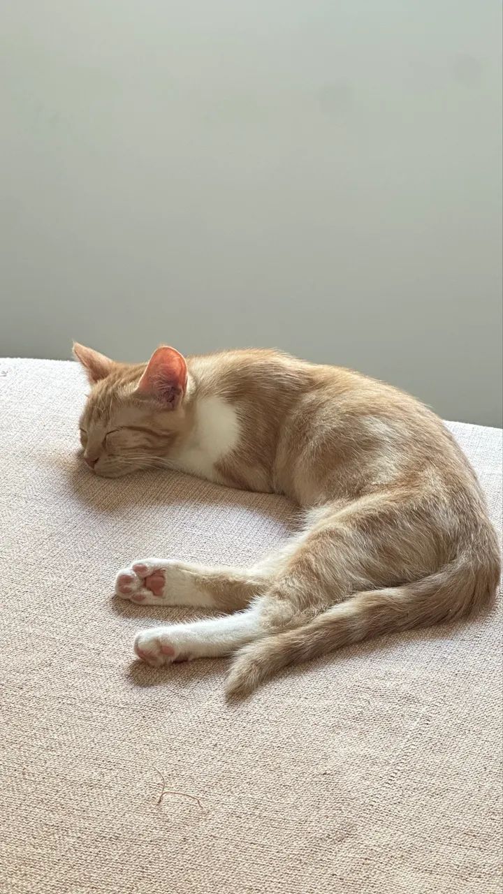 Doação de gato macho  - Foto 5