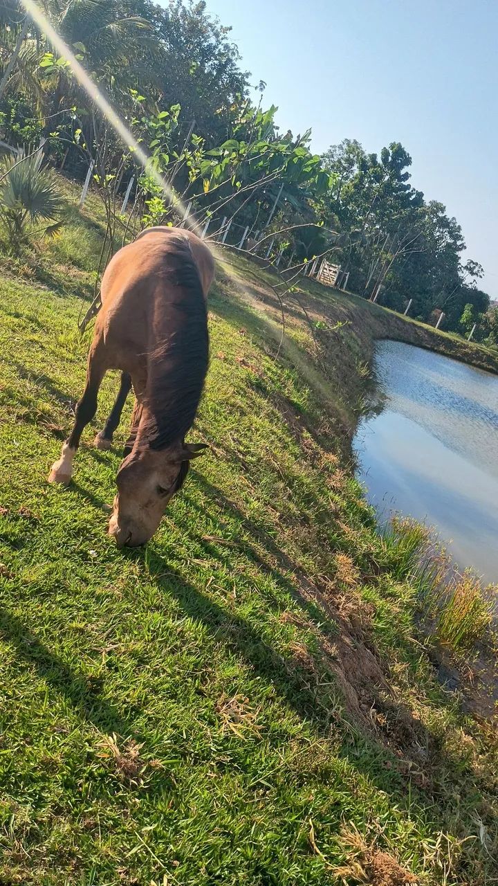 Vendo cavalo ótimo para cavalgada  - Foto 4