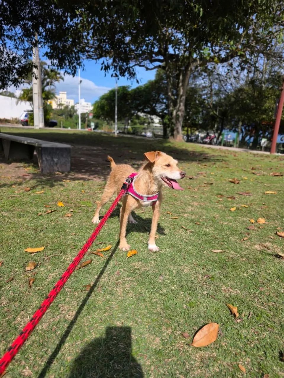 Mel para adoção  - Foto 3