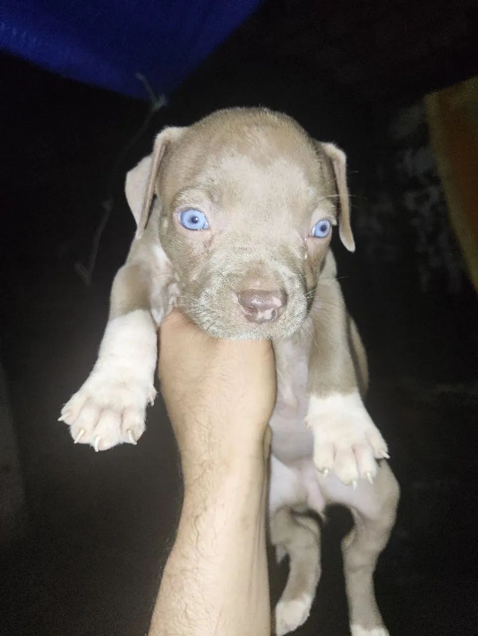 Pitmonster de verdade  - Foto 3