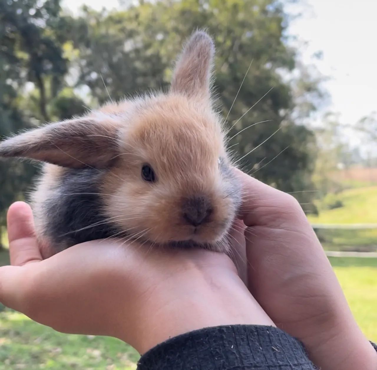 Mini Coelhos Lop