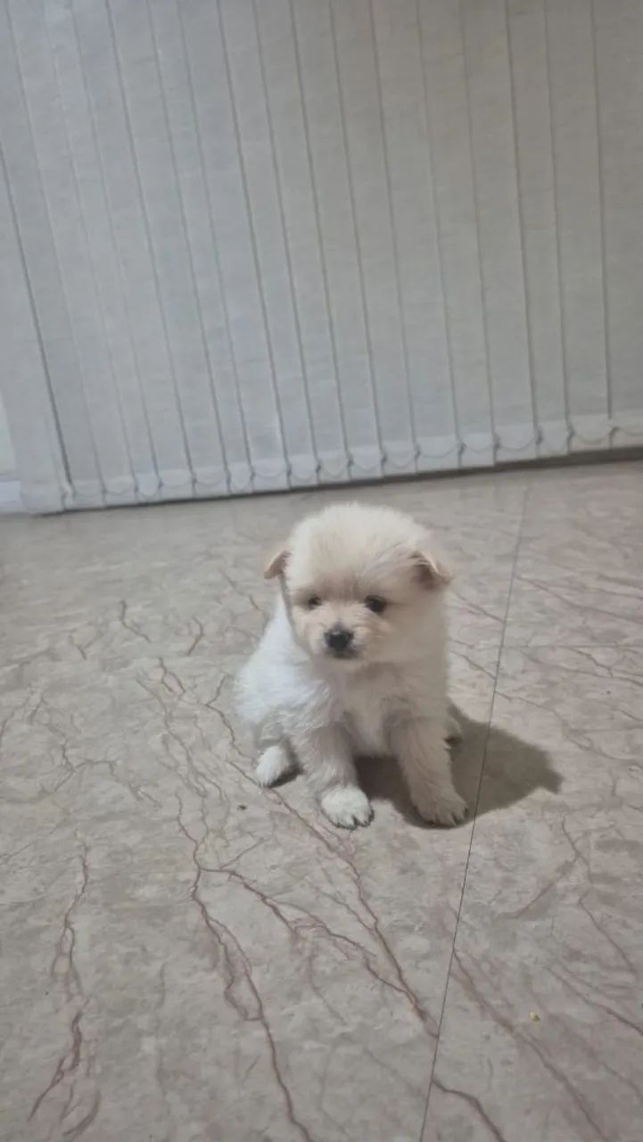Filhotes de cachorro  - Foto 2