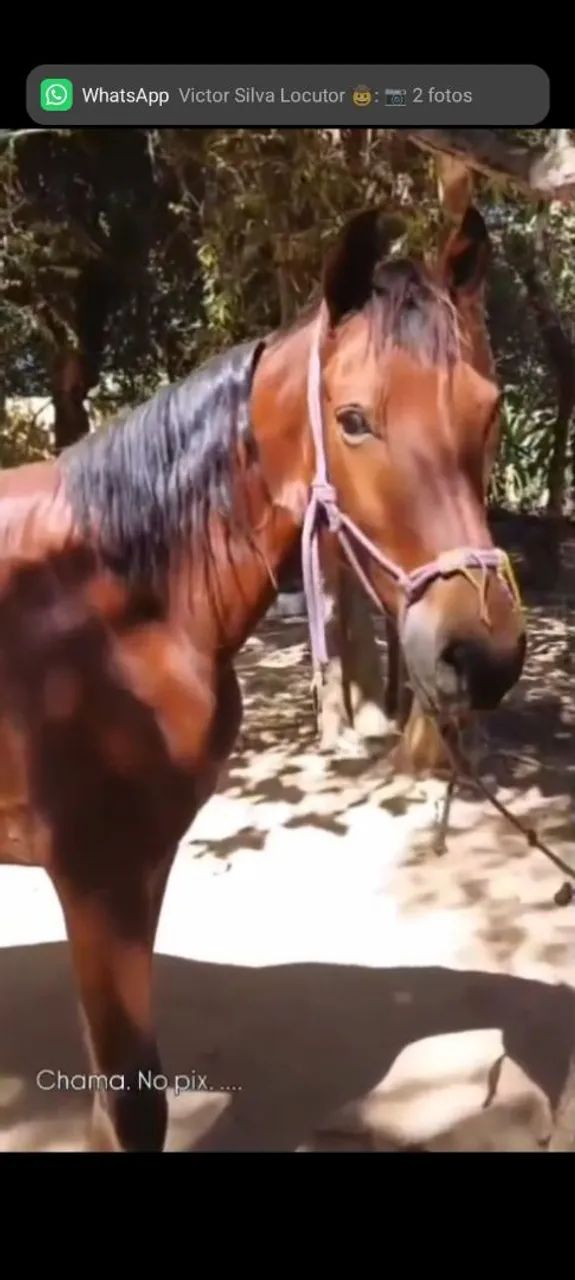 Vende se cavalo ?
