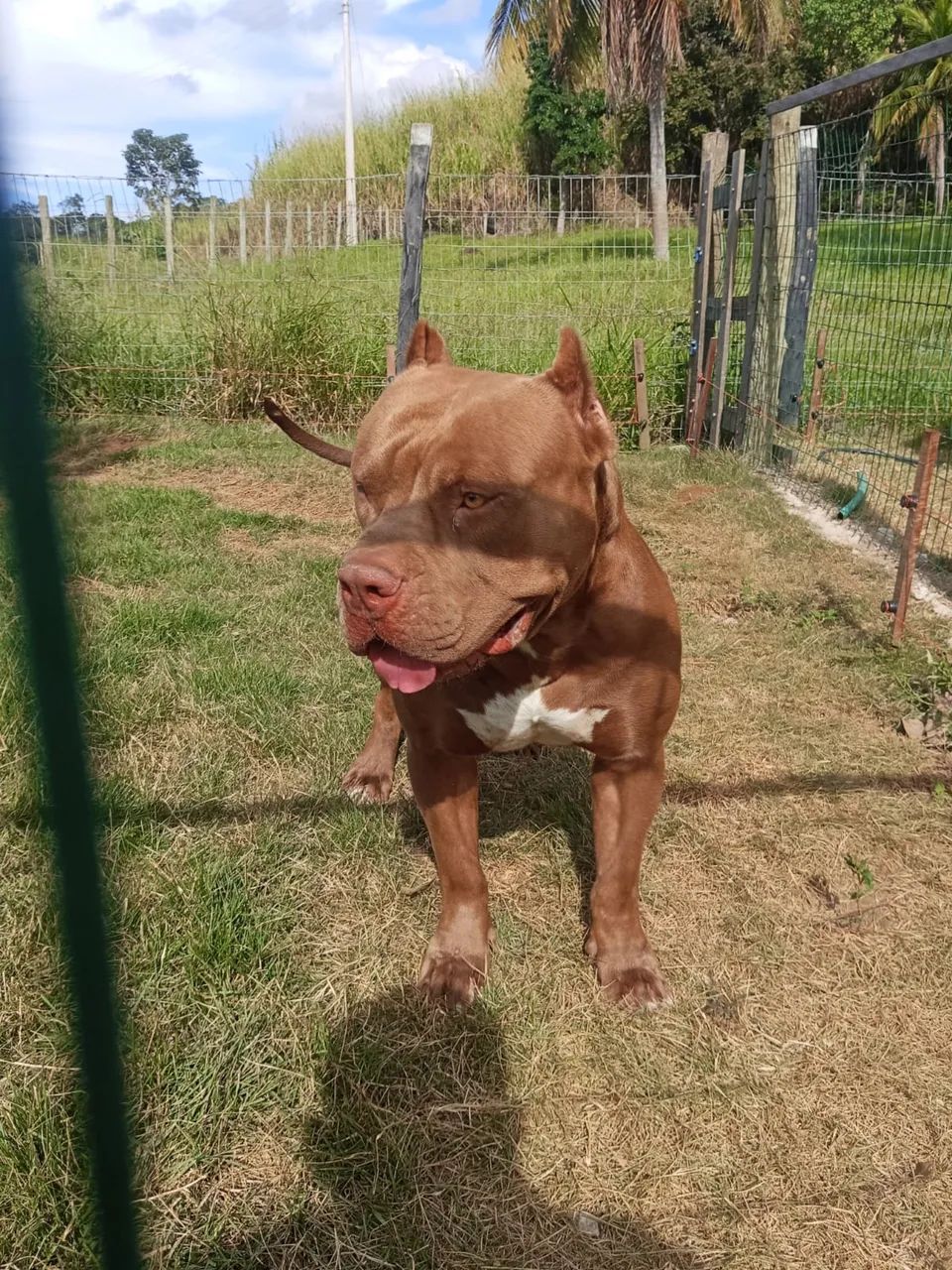 Vendo filhote de pit monster  - Foto 4