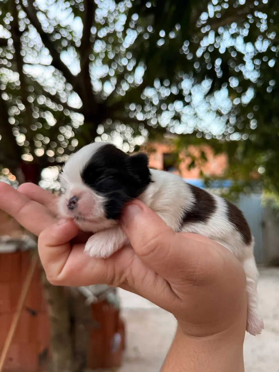Shitzu Mini  - Foto 3