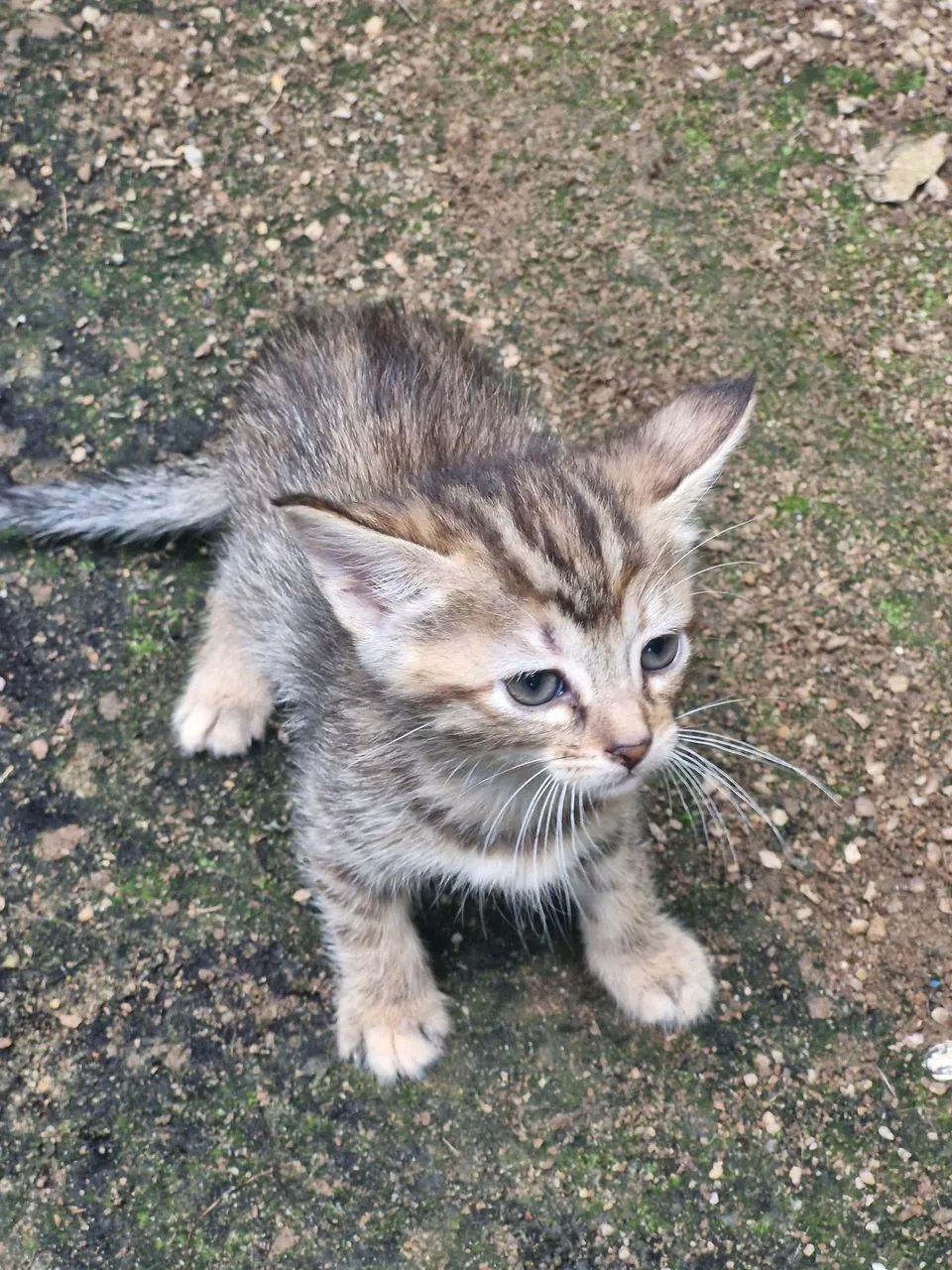 Gatinhas pra adoção  - Foto 2