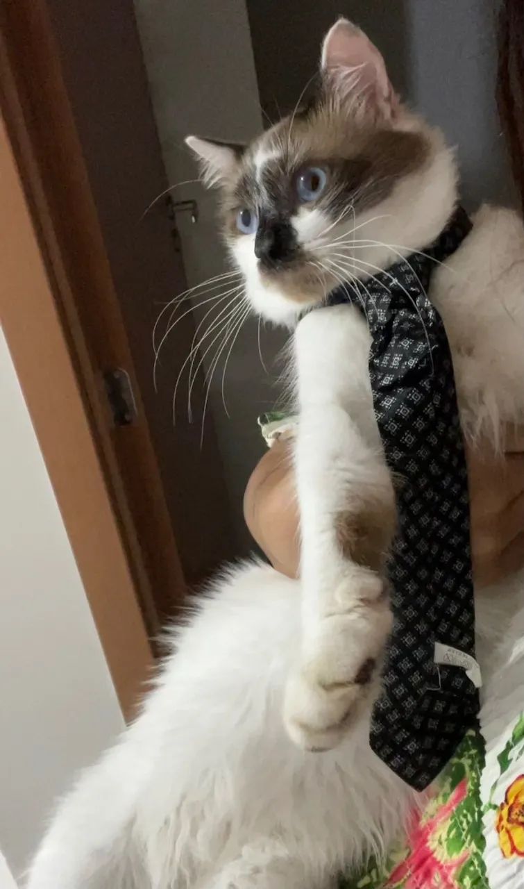 gato branco  - Foto 2
