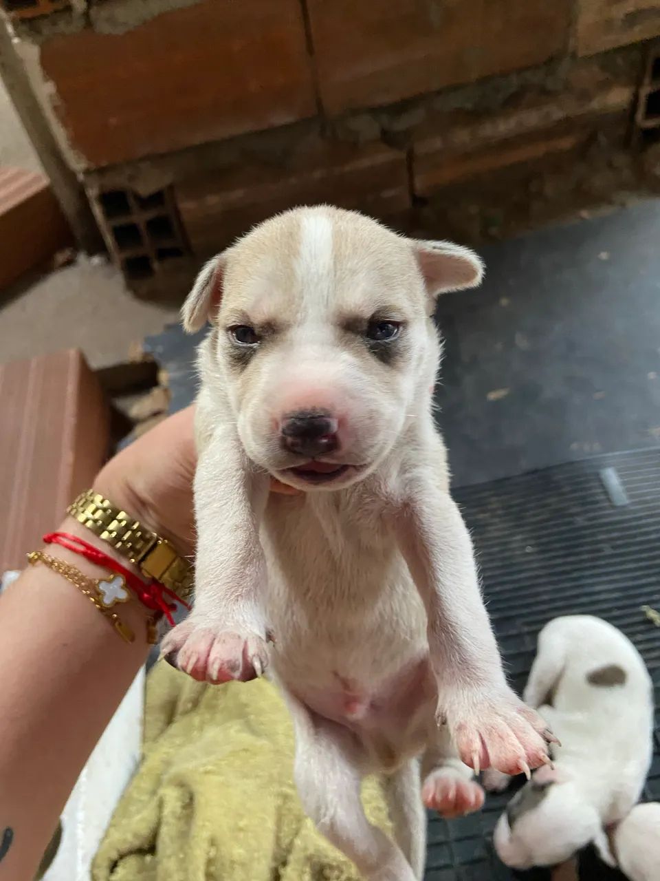 Doa-se cachorros pitbull  - Foto 4