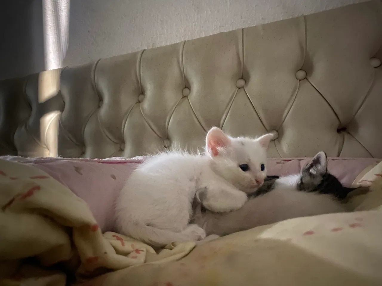 Gatinhos para doação  - Foto 2