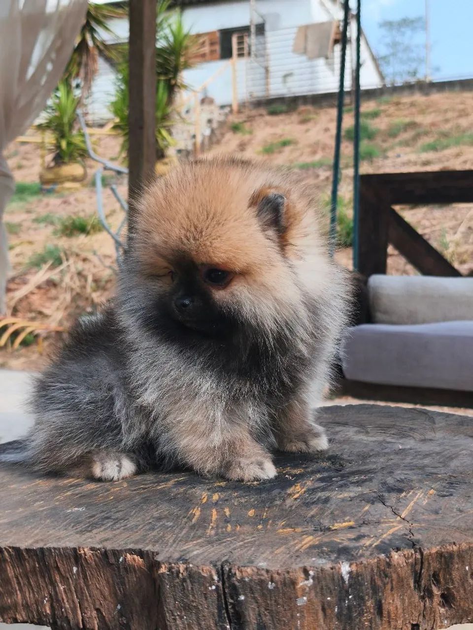 Spitz alemão ursinho laranja  - Foto 3