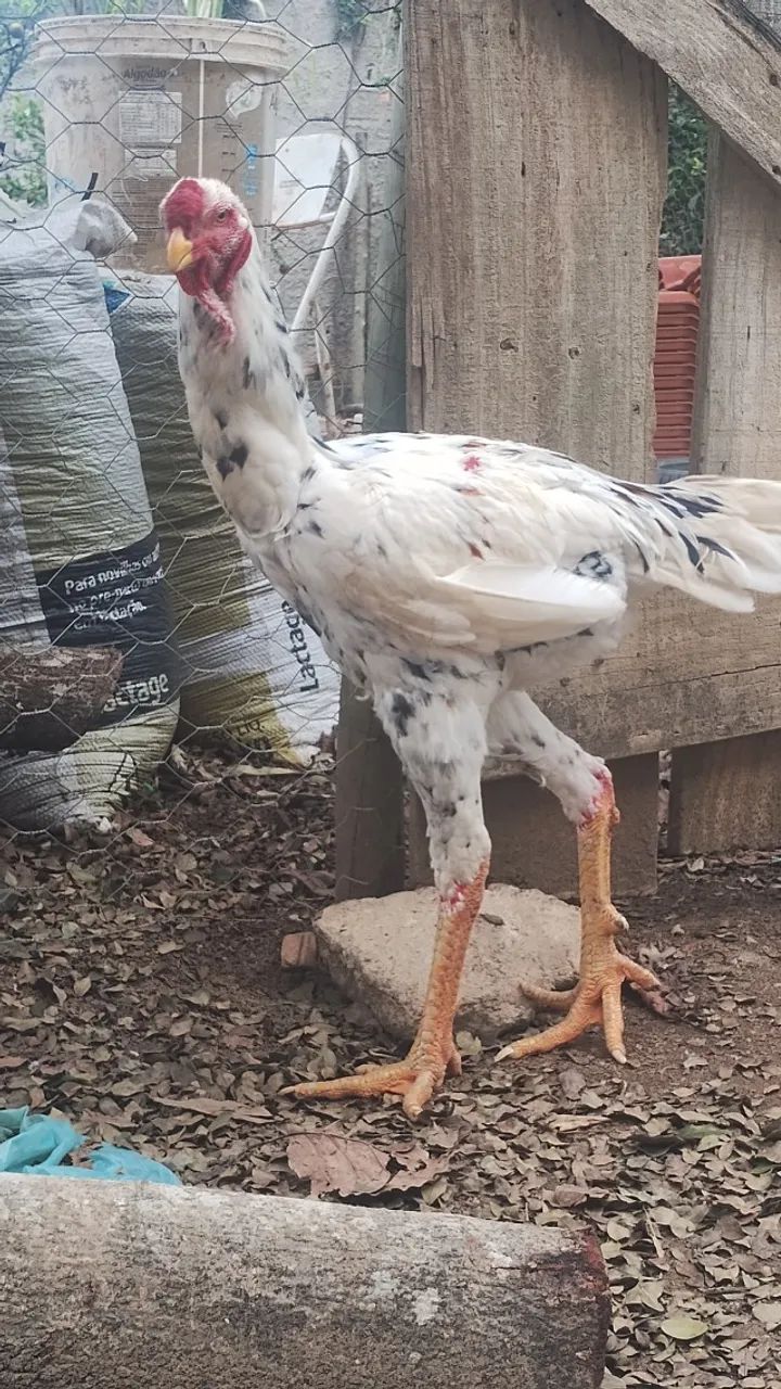 Frango índio gigante  - Foto 4