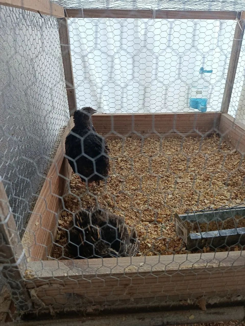 Vendo codornas gigantes e chinesa  - Foto 2