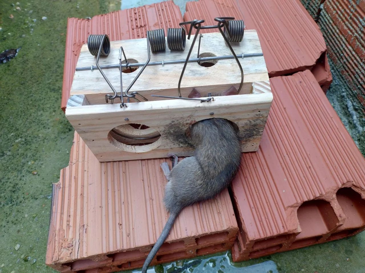 Ratoeira De Madeira - Ratos Ratazanas - 02 Armadilhas Em 01 - Foto 6