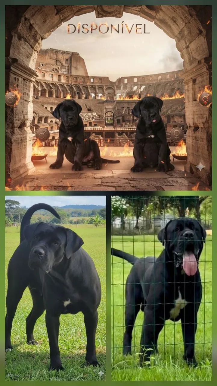 Cane corso  - Foto 4