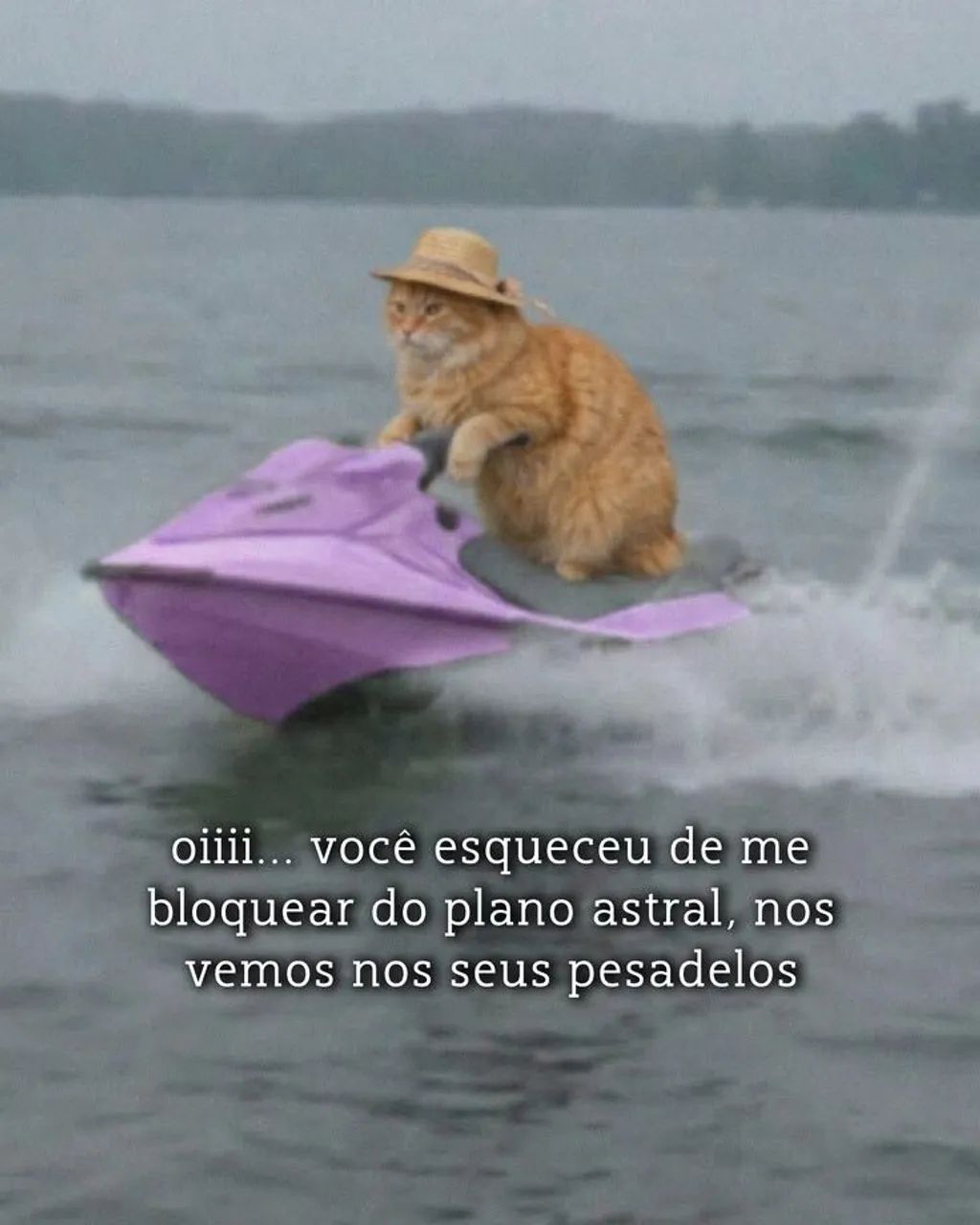 Estou doando um gato 
