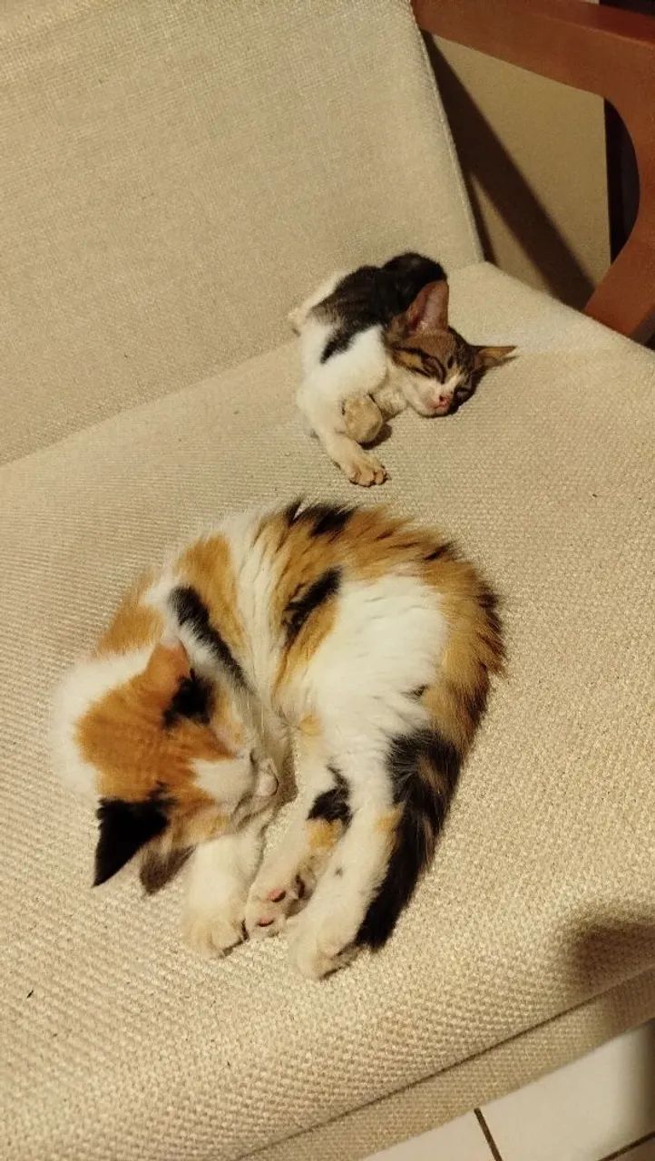 Casal de gatinhos - Foto 4