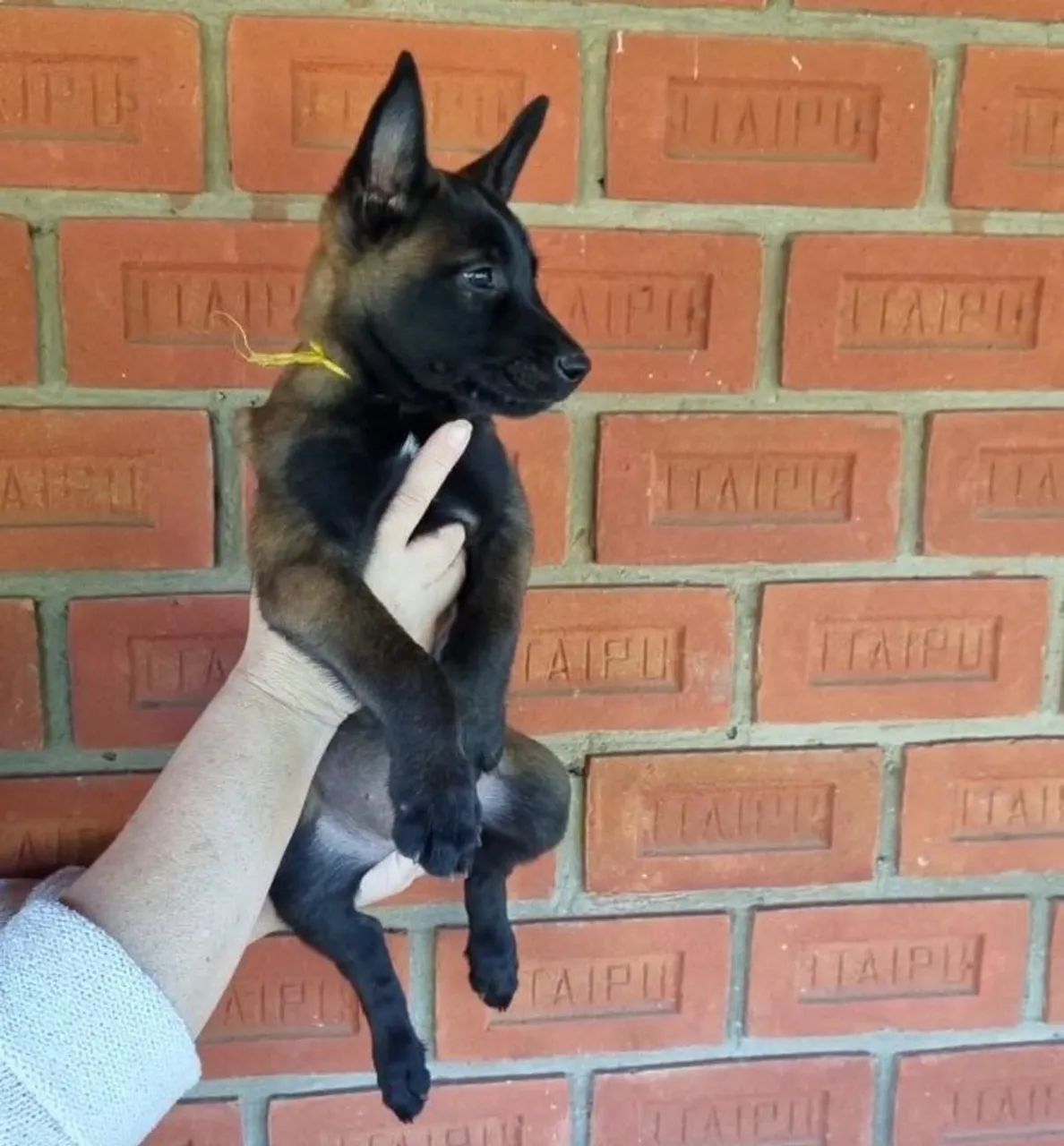 Pastor Belga de Malinois 