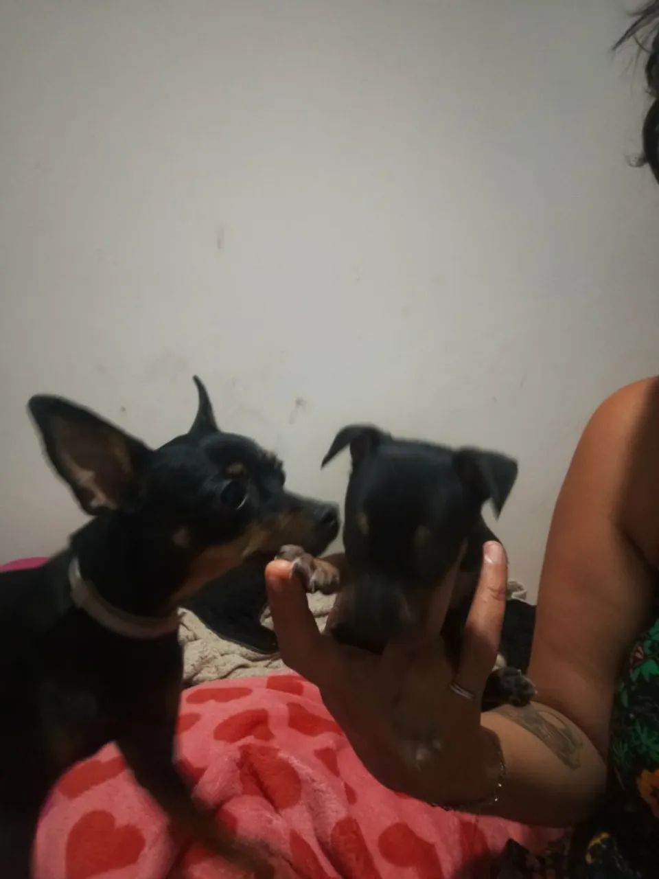 Pincher 0 macho - Foto 3