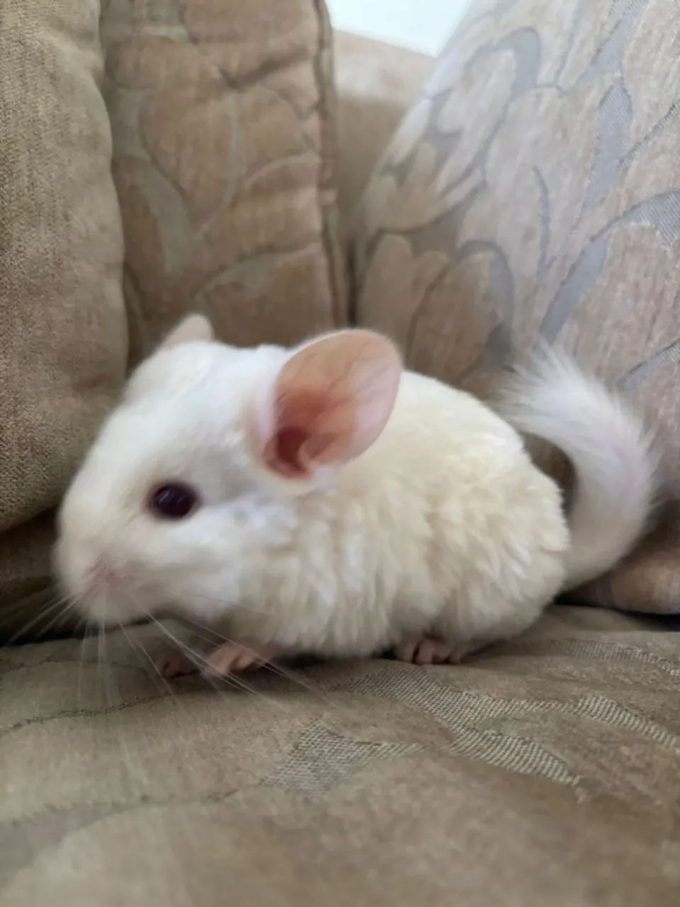 Filhotes de chinchila 