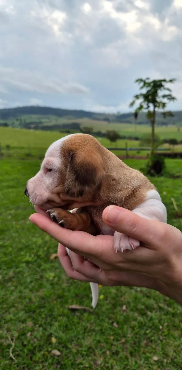 Filhotes Dachshund - Foto 4