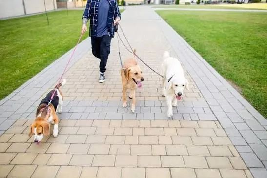 Passeio com cachorro