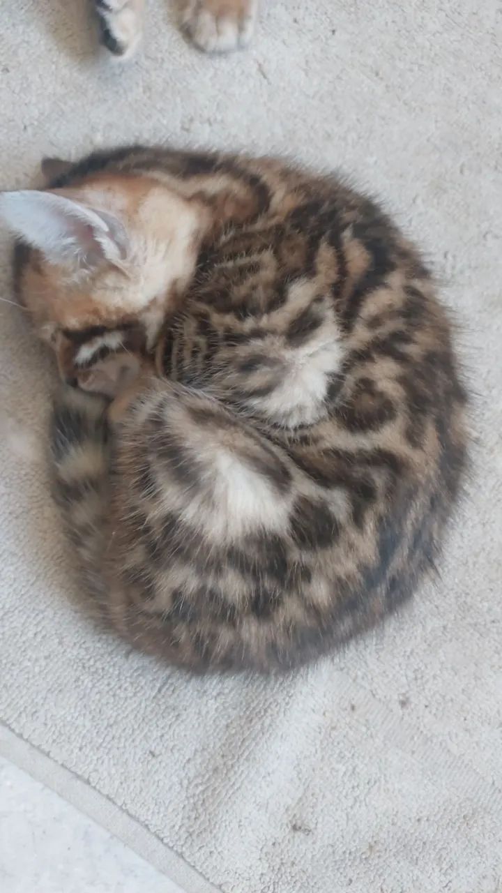 Bengal  - Foto 6
