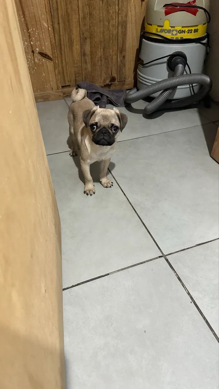 Pug macho  - Foto 2