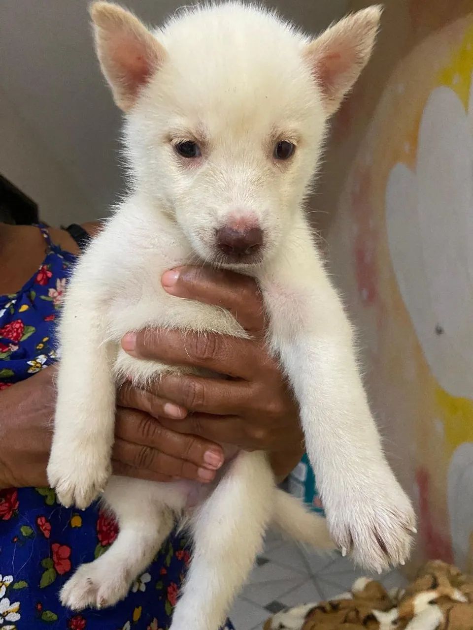 Filhotes de husky cm Akita 