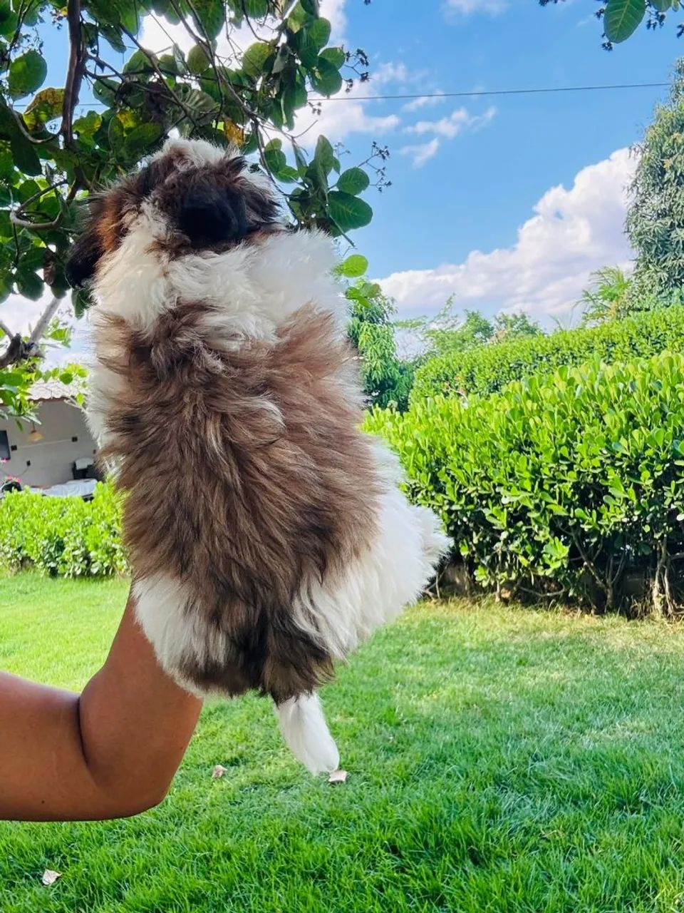 Promoção Lhasa Apso  - Foto 2