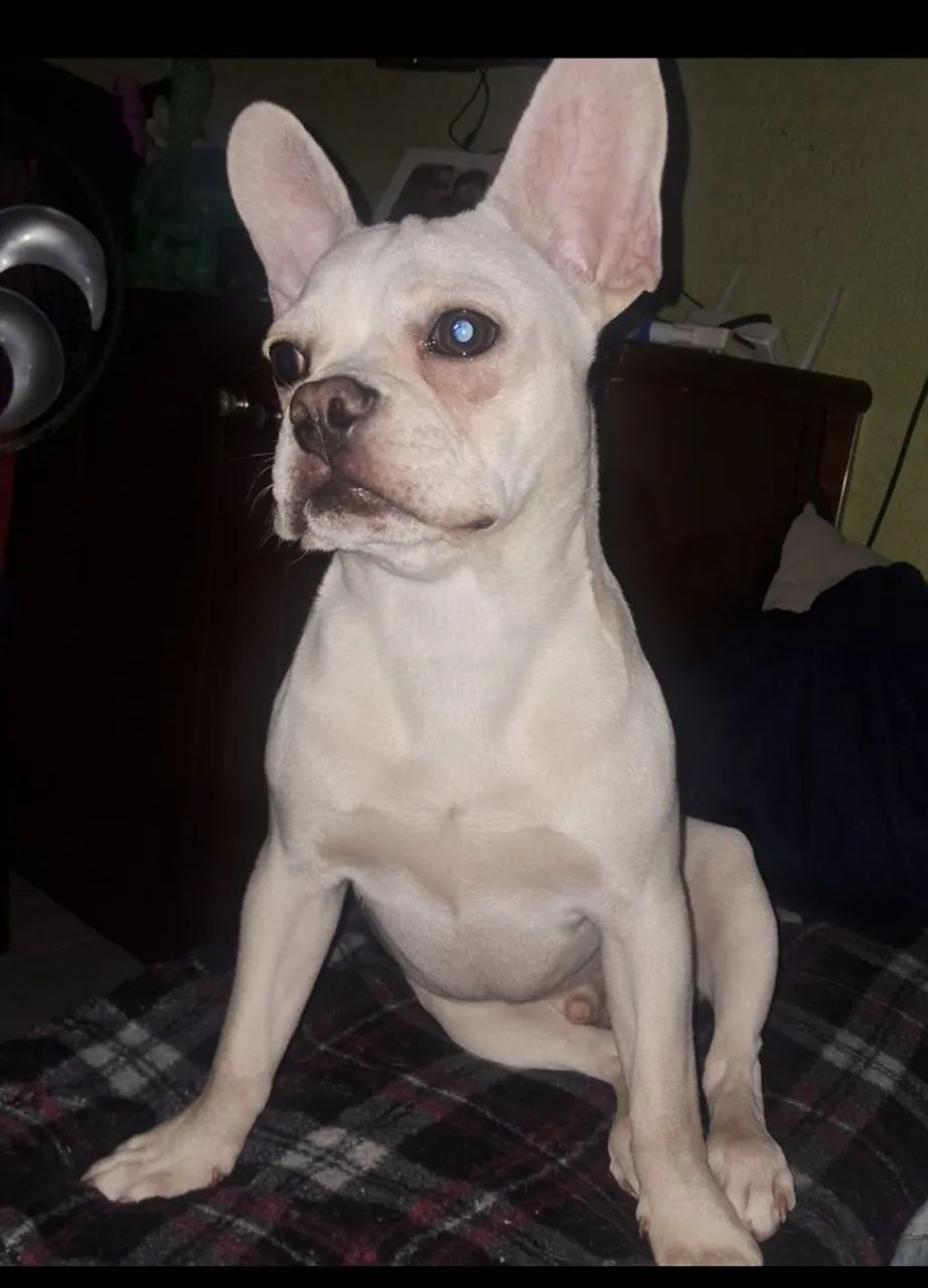 Buldogue Francês  - Foto 2