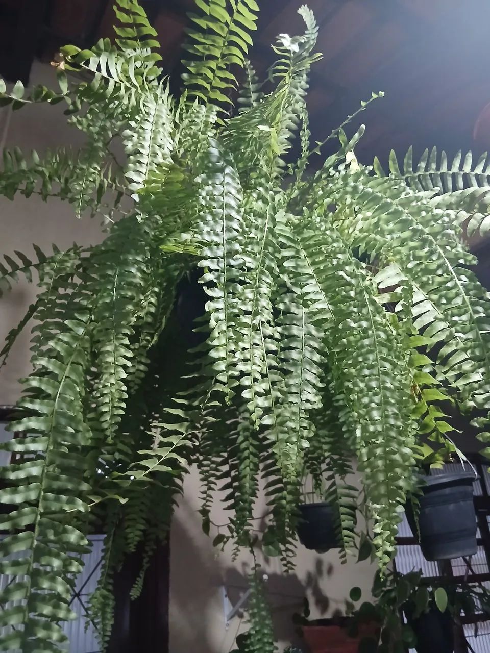 Planta samambaia  - Foto 2
