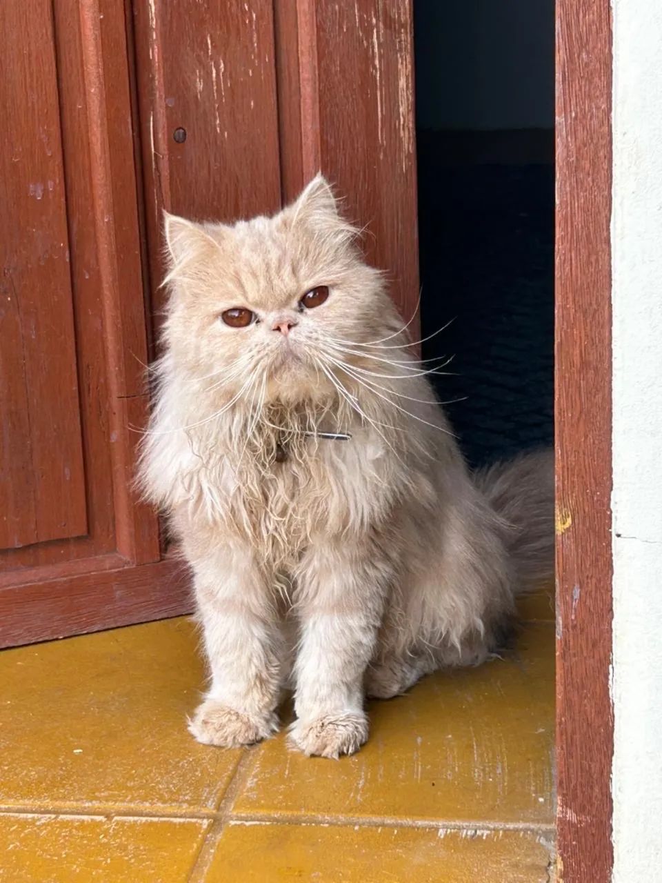 Gato Pérsia  - Foto 3
