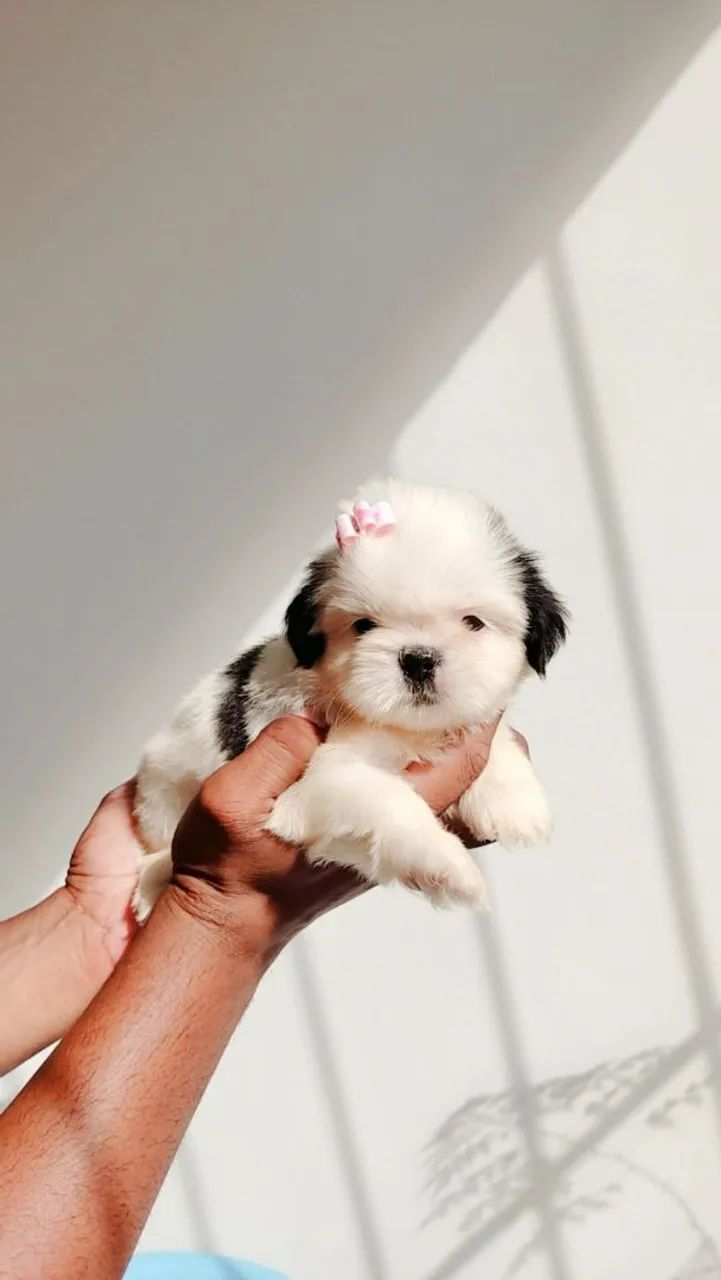 Bebês Shihtzu Disponíveis  - Foto 3