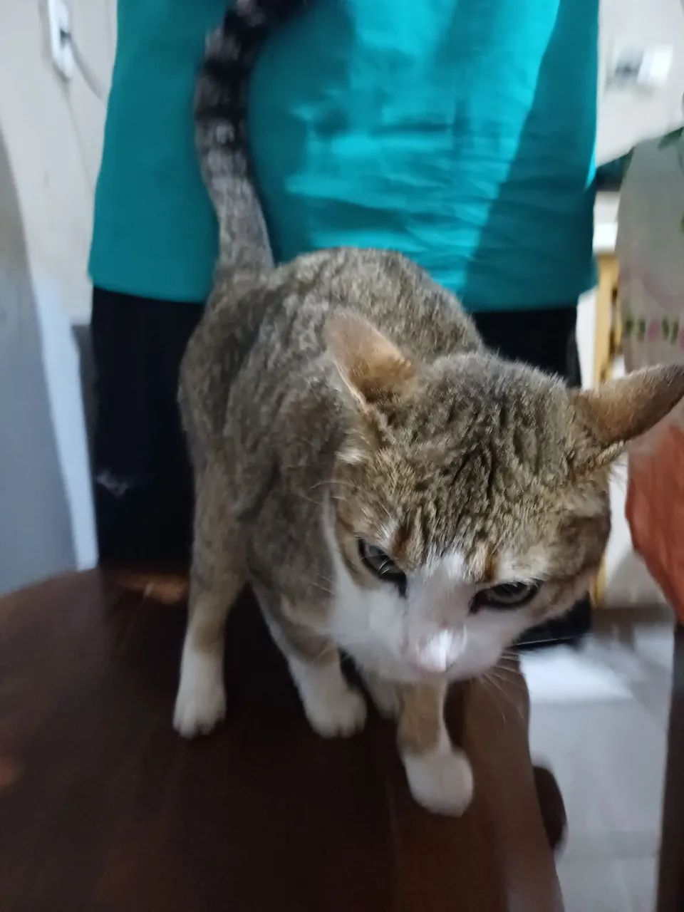 Doação gata 