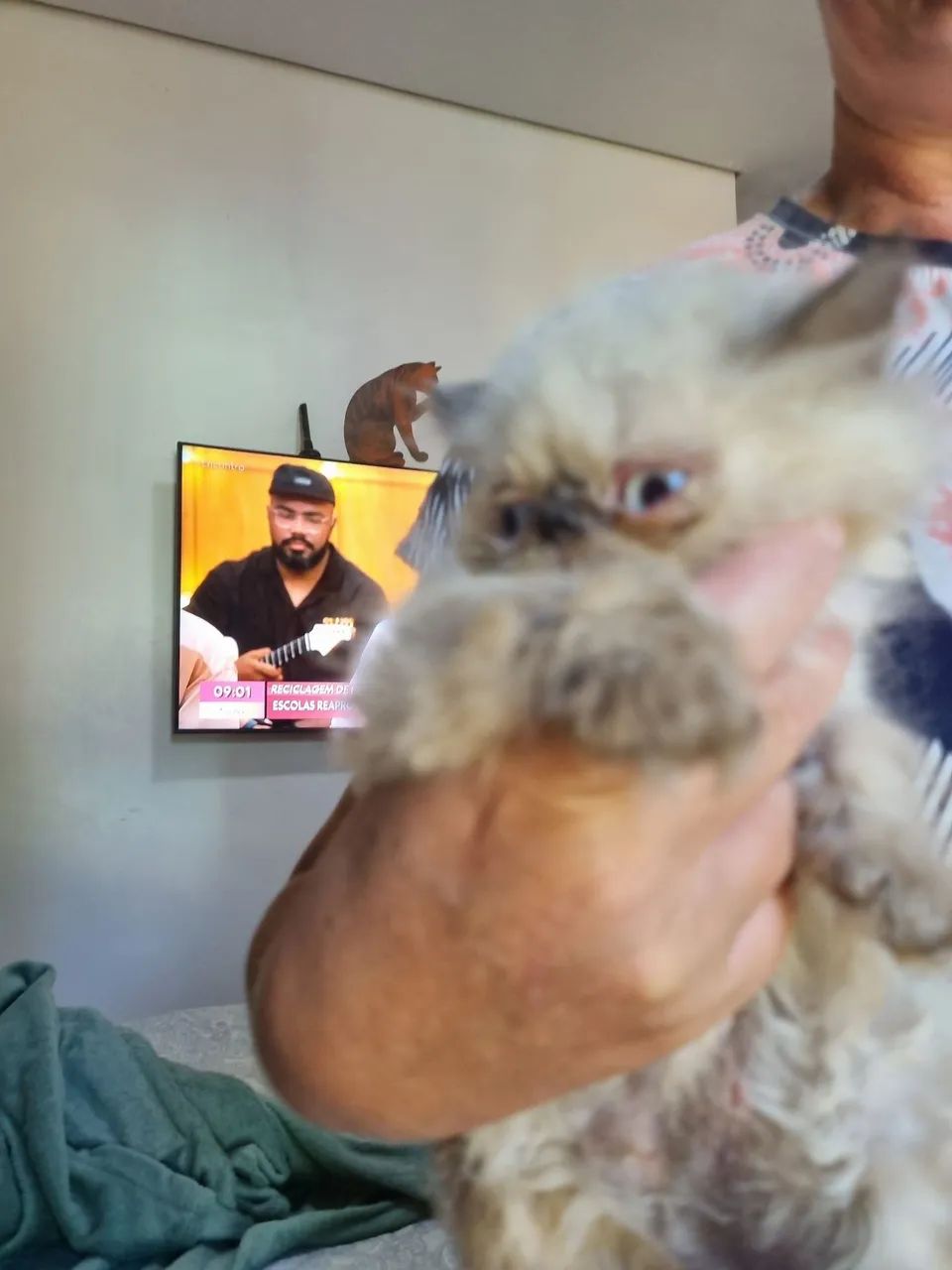 Gatos Persas  - Foto 2