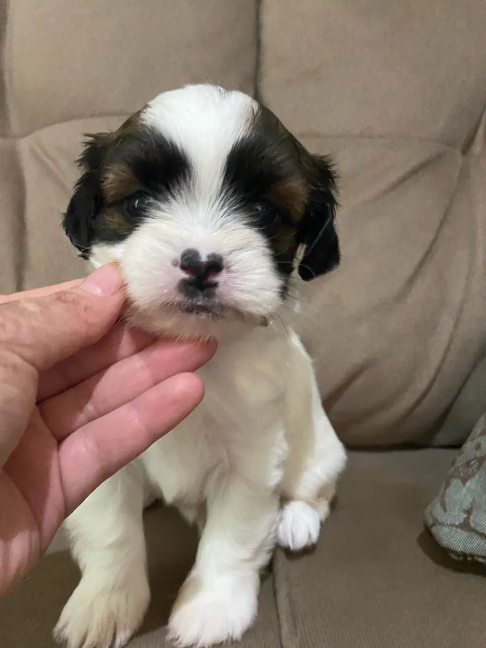 Macho shihtzu 