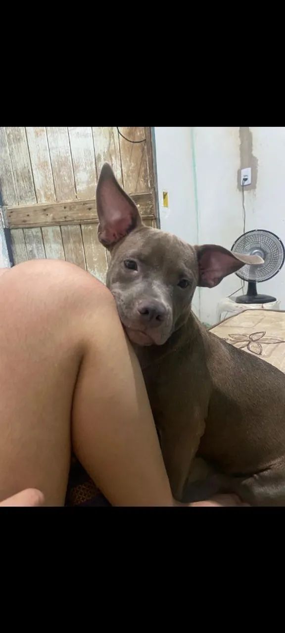 American bull 