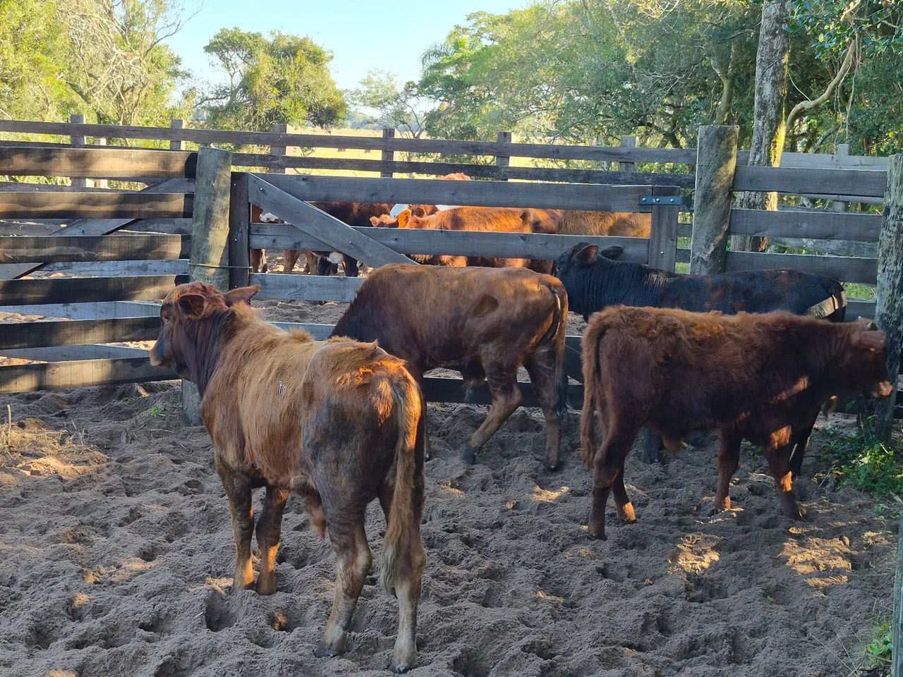 Novilhos - R$ 15,00  Kg