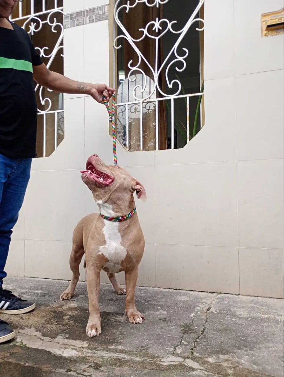 Pit Monster( Pitbull )  - Foto 5