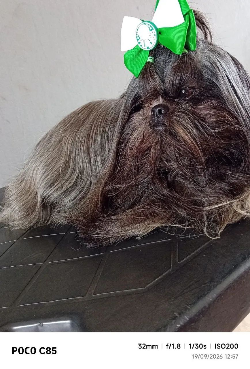Cachorro  - Foto 3