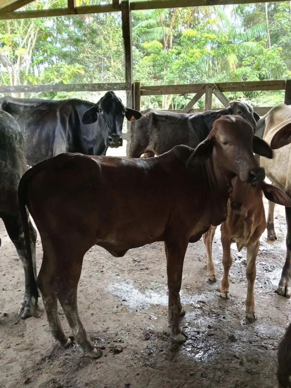 Vacas - Foto 2